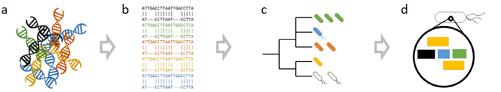 Figure 1: (a) Raw reads from the sequencing machine are demultiplexed into individual samples. Then, each read is quality controlled with by removing adapters, low quality bases and contaminates such as host reads. Optionally, the read pairs can be stitched. (b) The quality-controlled reads are aligned against a database of known genomes to identify each read’s most likely source taxon. (c) The taxa that are hit are filtered out and summarized at a specific level. These processing steps include last common ancestor assignment, genome coverage analysis, and redistribution of reads to a specific taxonomic level. (d) After the taxonomic prediction is set, the full functional repertoire of genes is directly observed through a bag-of-genes approach or predicted through a per microbe approach